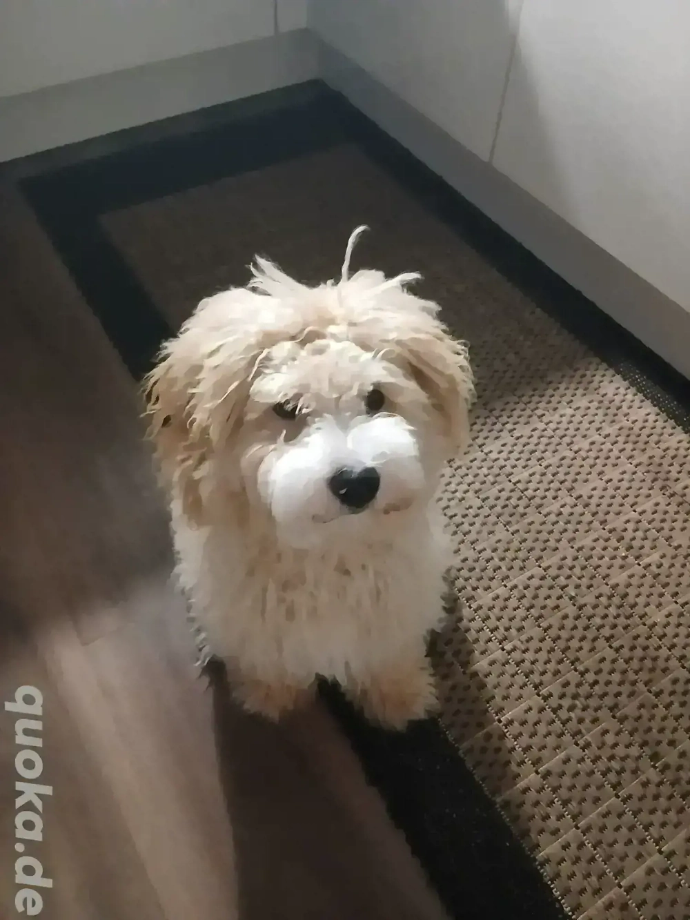 chuchu sucht neues zuhause 