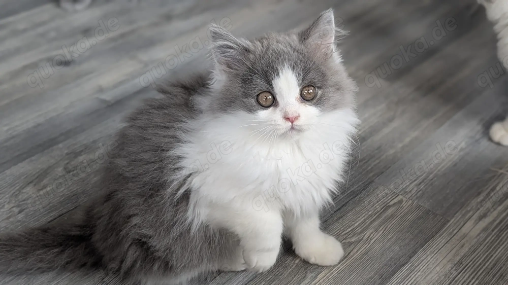 Britisch Langhaar Junge in blue white 