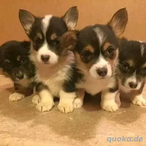 Corgi-Welpen verfügbar