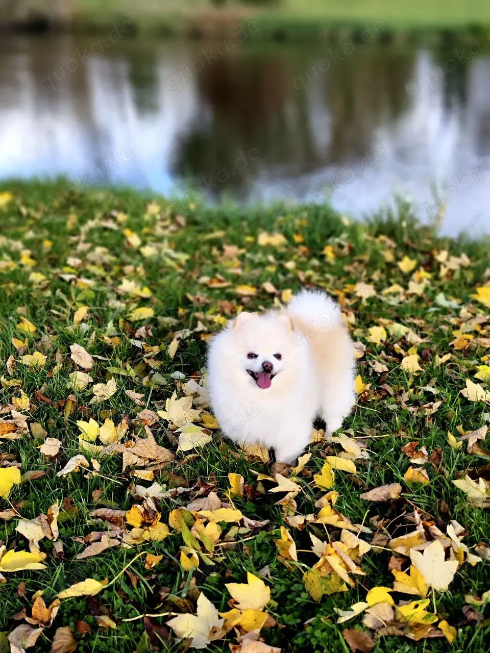 Zwergspitz Wir laden Bräute ein Paarungshunde Er ist nicht zu verkaufen