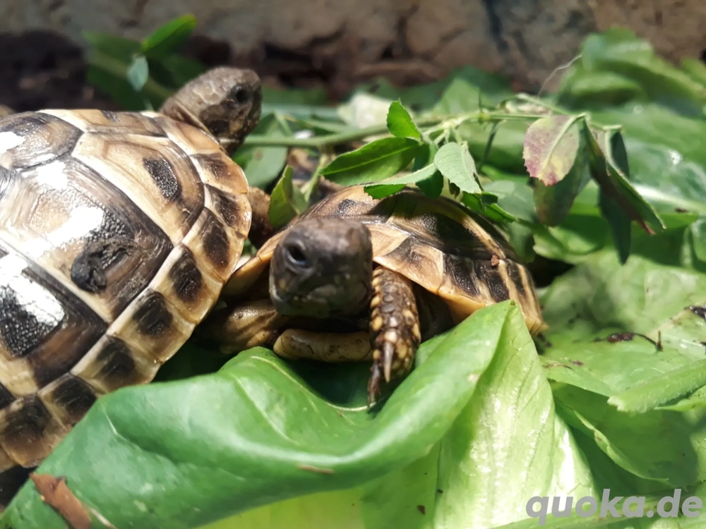 Junge Schildkröten aus 2024 und 2025