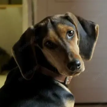  Solen, geb. ca. 04 2025, lebt bei einem Ehepaar in 79733 Görwihl