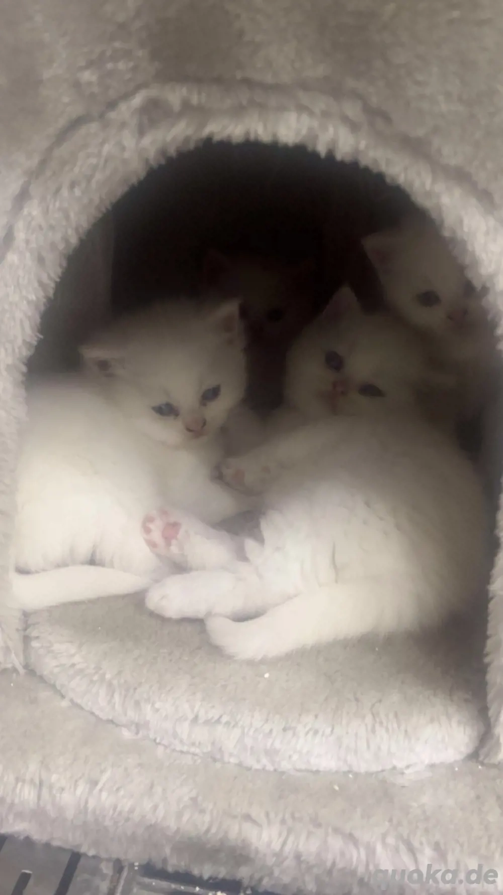 babykatzen zu verkaufen babykatzen zu verkaufen