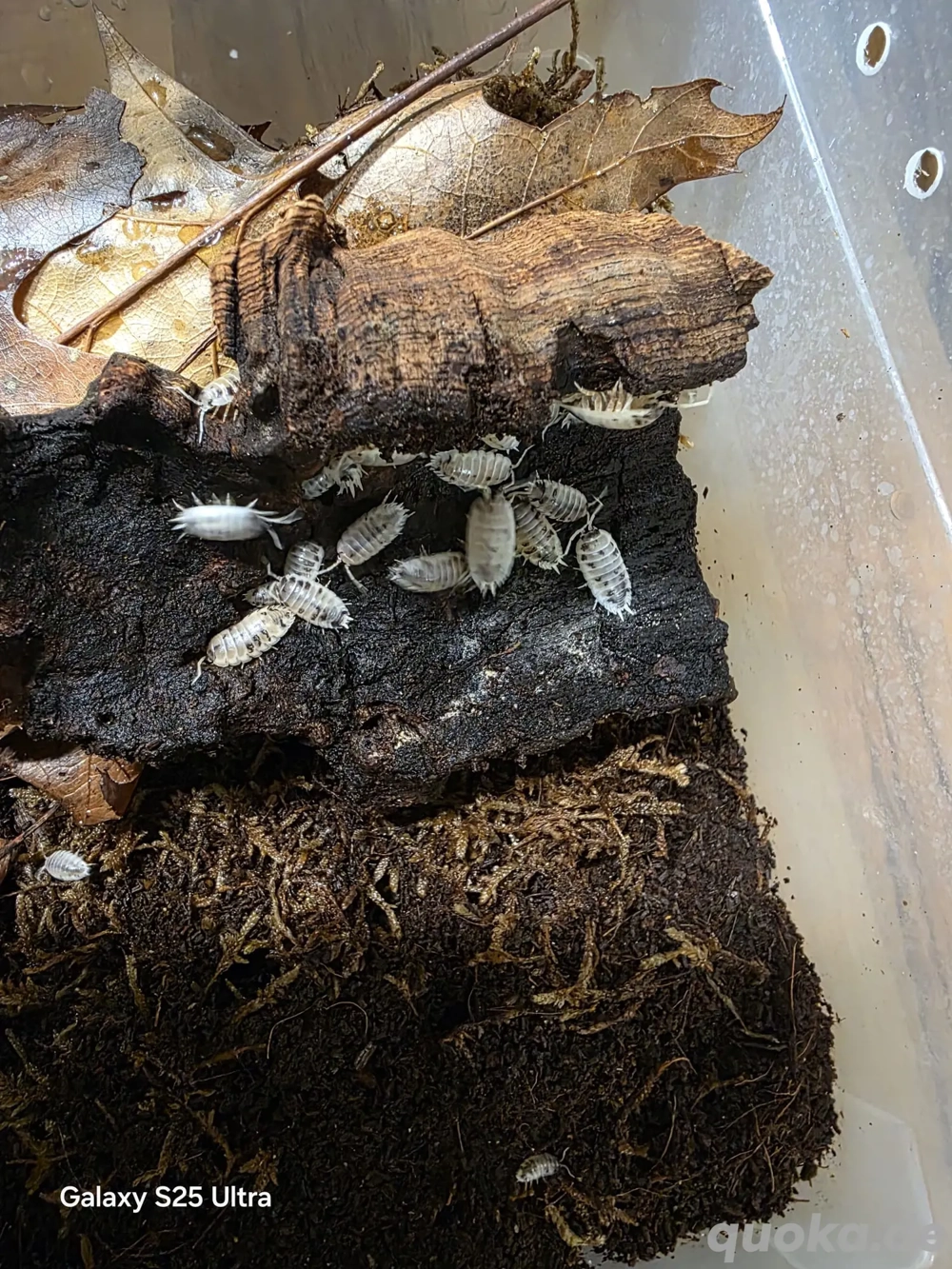 Porcellio laevis  Panda 