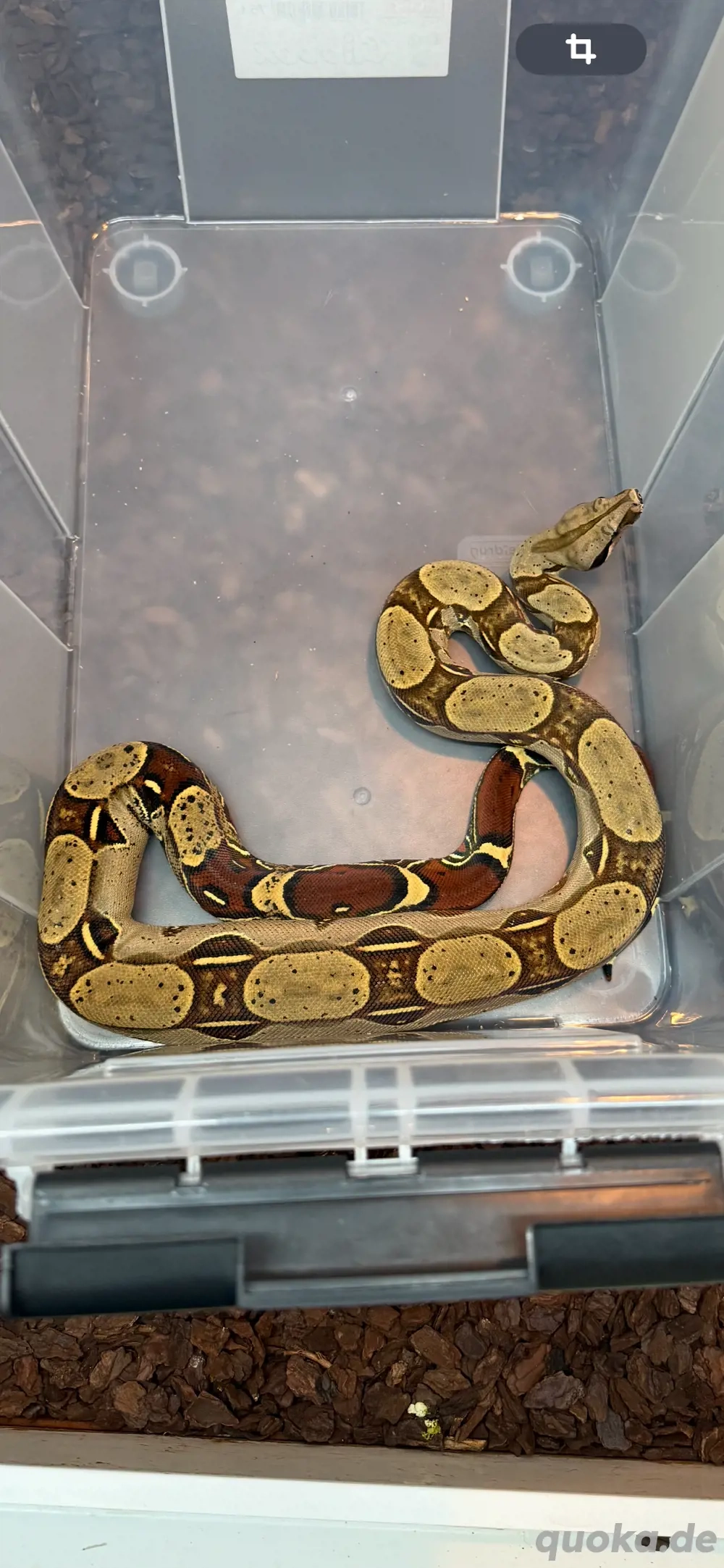 1.1 Bcc Peru Iquitos NZ 22