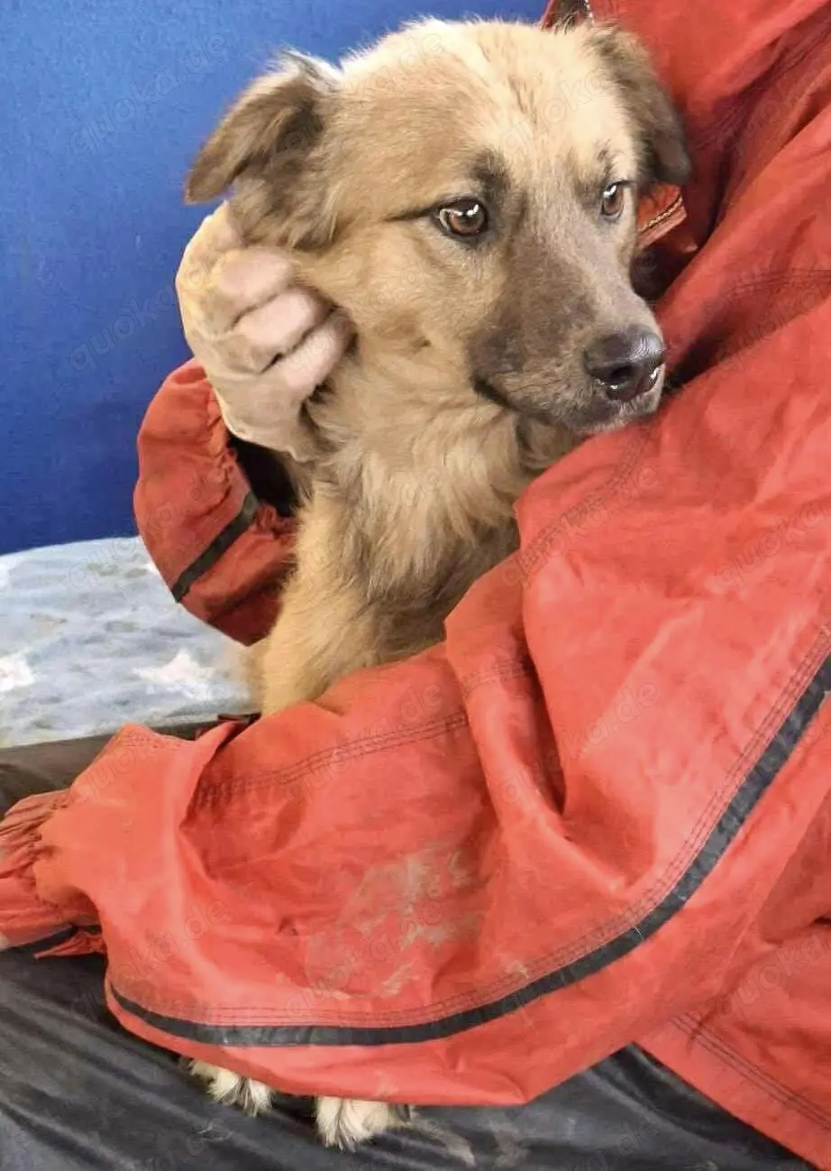 Junghund Benny   Pfote drauf, mit ihm wird das Leben heller