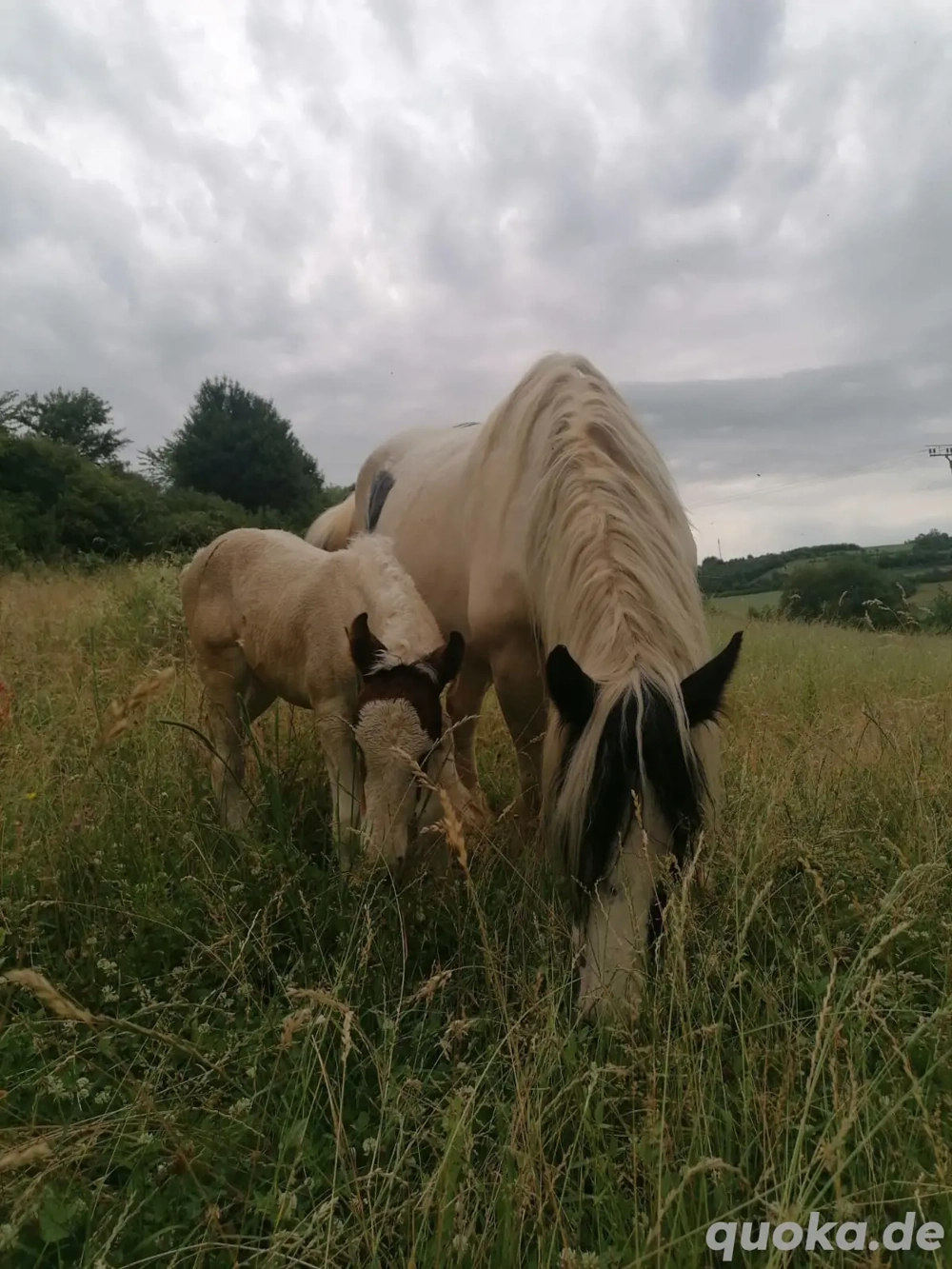 Stutfohlen Fohlen Absetzer
