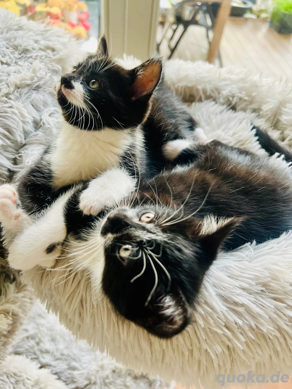 verschmusste Kitten Katzenbaby weiblich  männlich