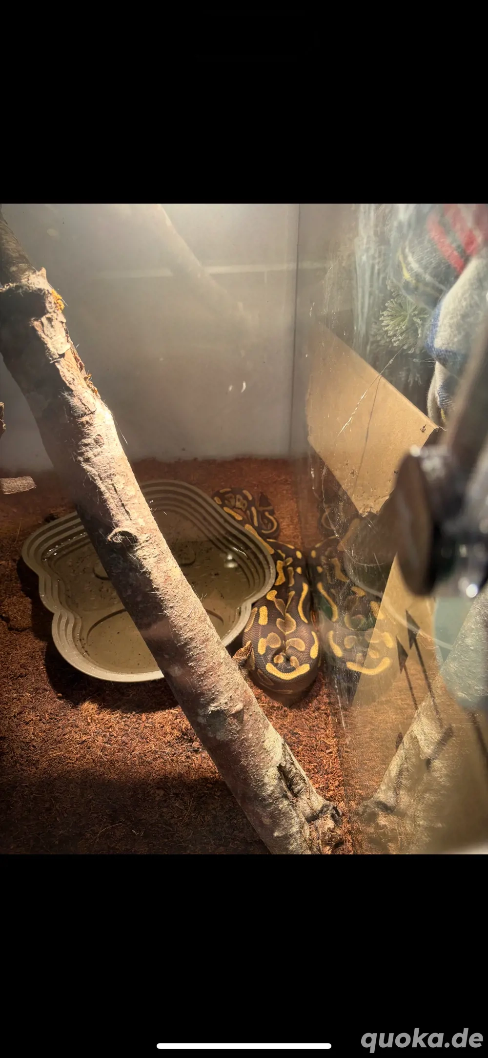 Königspython Königspython