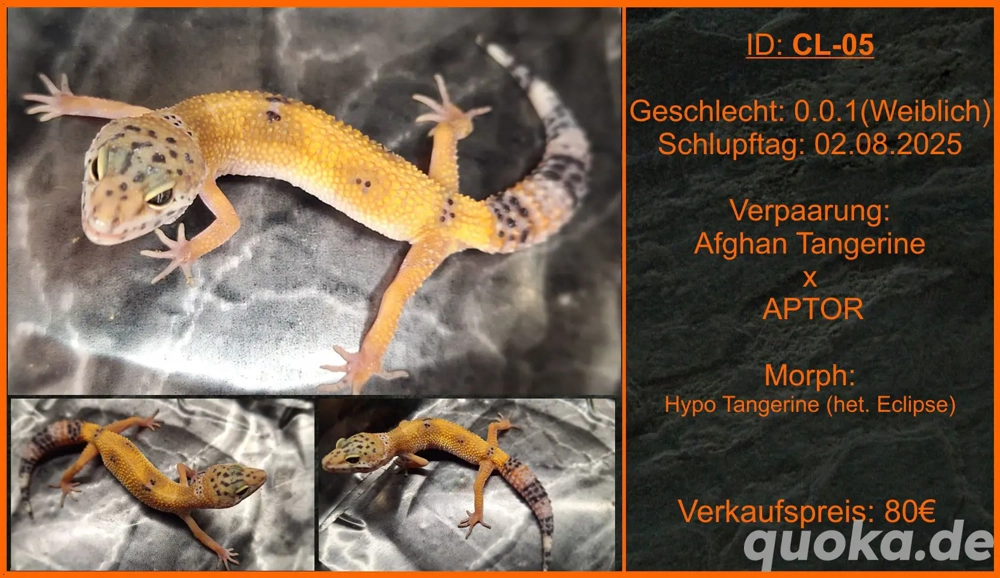 Die letzten 3 Leopardgecko Mädels der Saison