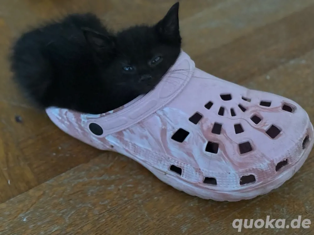  2 kätzchen  suchen   ein zuhause 