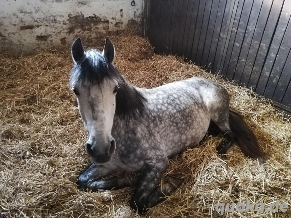 PRE Wallach Dringend