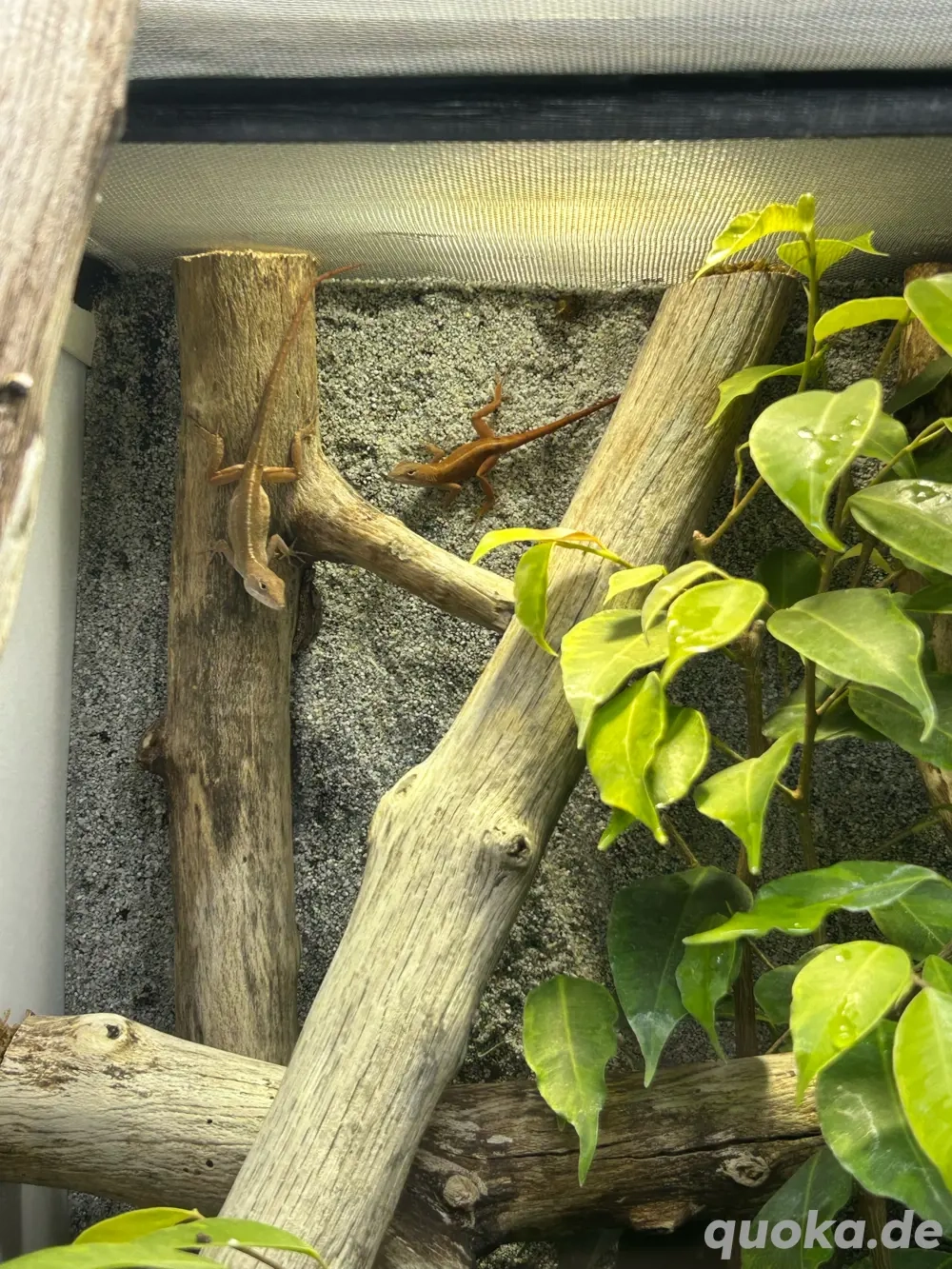 Anolis Sagrei Pärchen