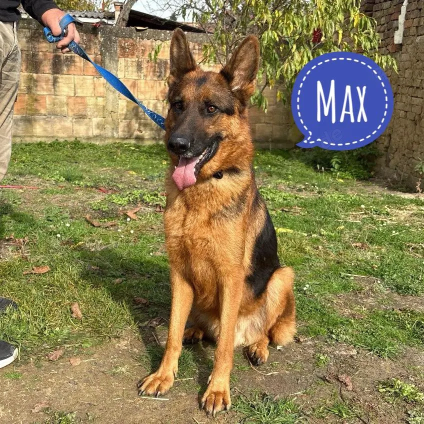 Max, bildhübscher Deutscher Schäferhund, sehr verträglich und intelligent