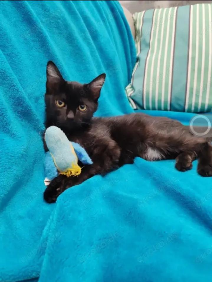 Misty & Duchess  Dreamteam sucht Traumzuhause.