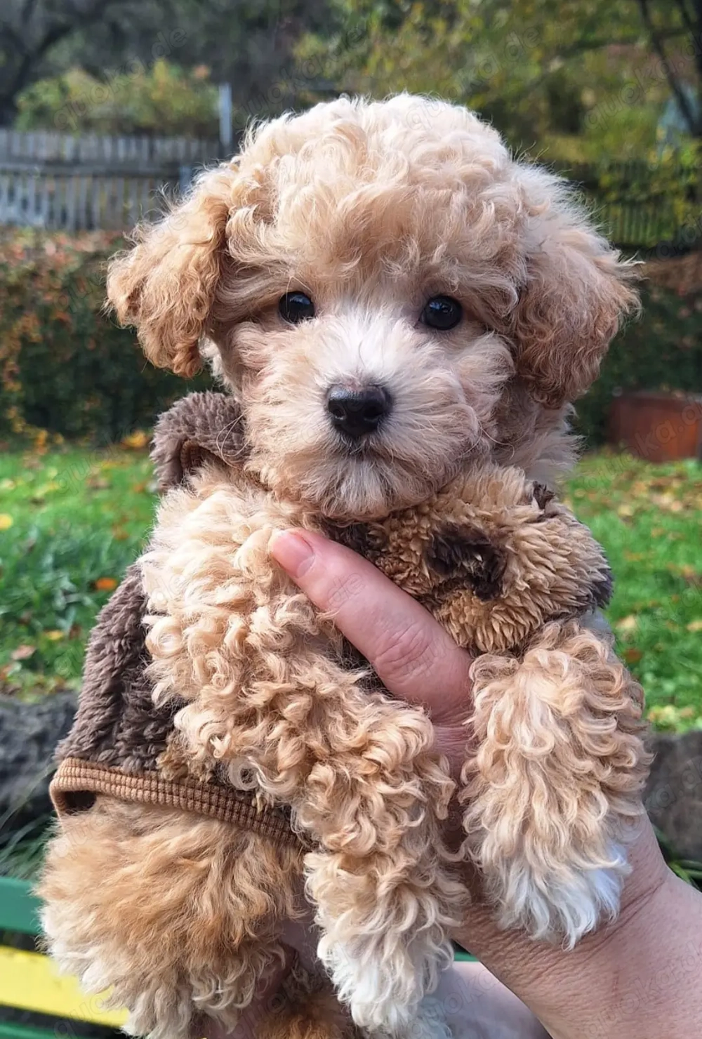 Maltipoo Welpen Stammbaum