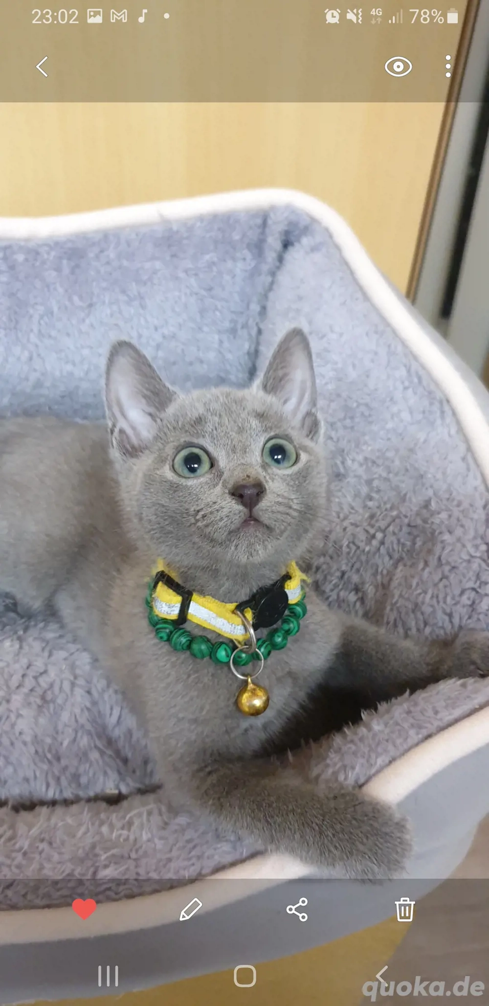 Süßen Kitten Russisch blau reinrassig 