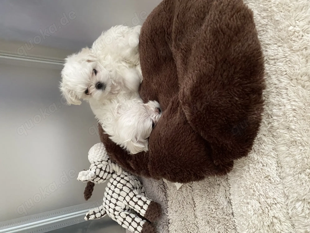 Bezaubernde Malteser Welpen 