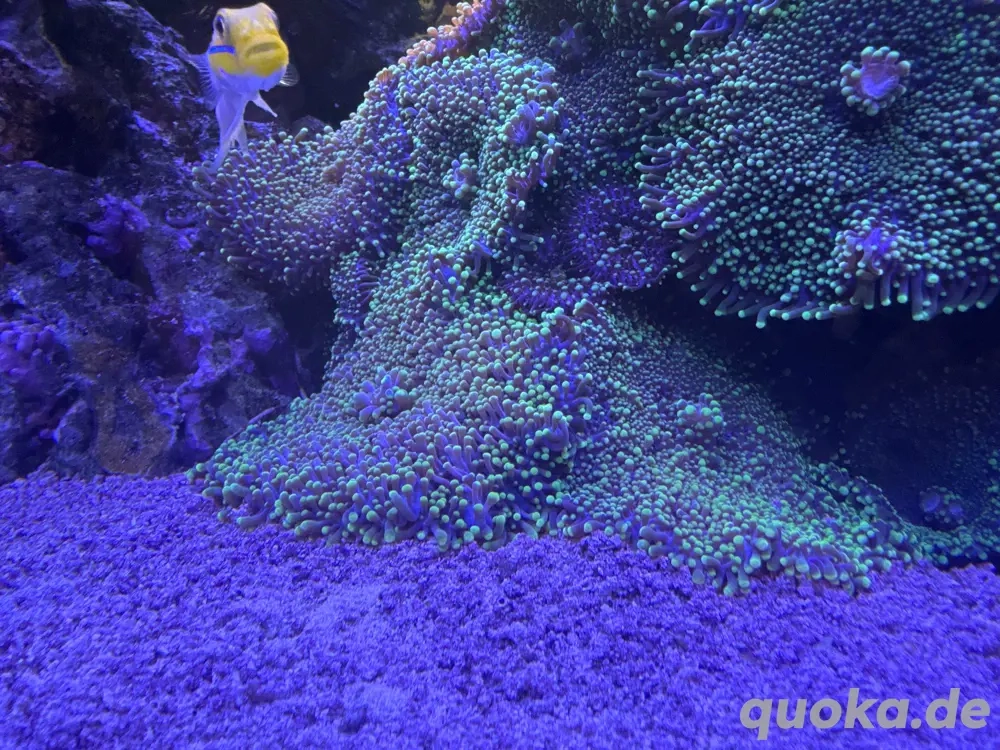 Ricordea Koralle grün