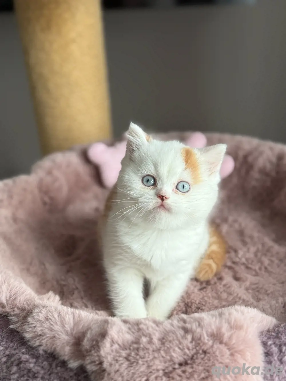 Wunderschöne BKH Kitten Wunderschöne BKH Kitten