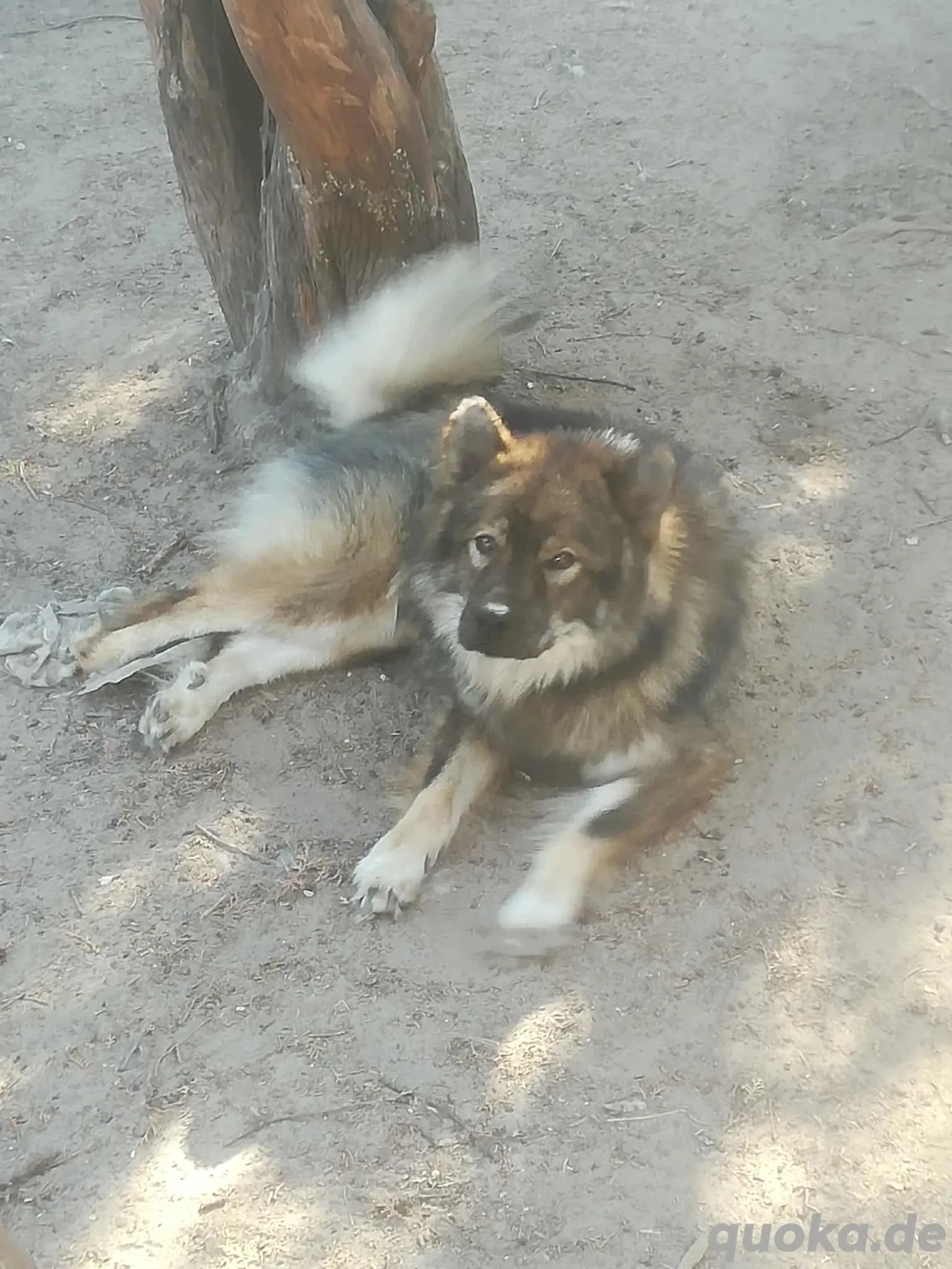 Zwei reinrassige Jungrüden sind noch in liebe Hände gegen Schutzgebühr und Abgabevertrag abzugeben