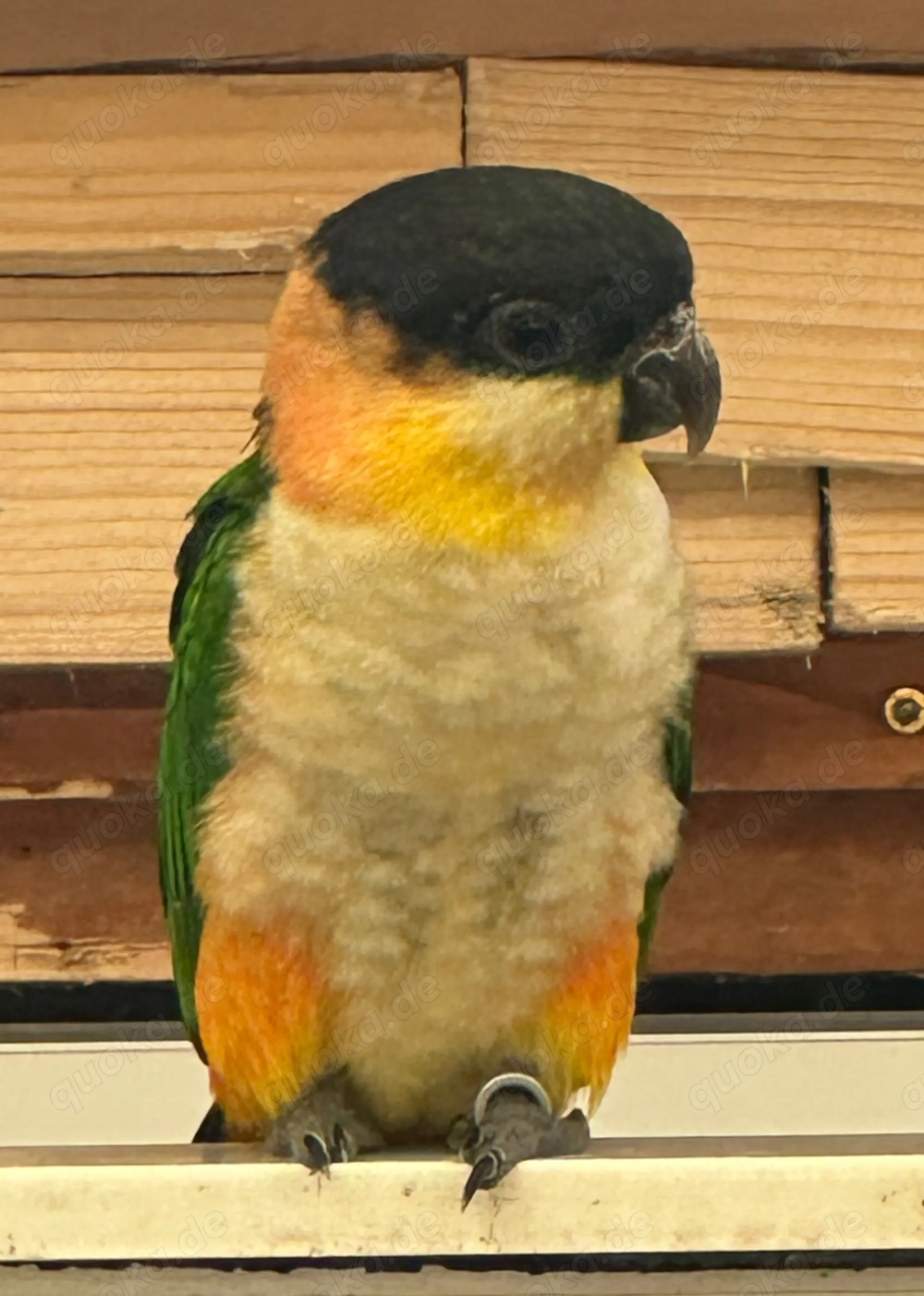 Grünzügelpapagei 1.0 NZ