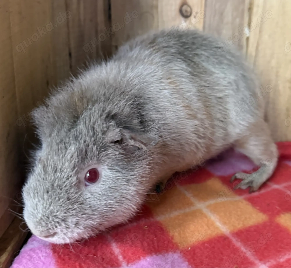Meerschweinchen US Teddy Flieder 