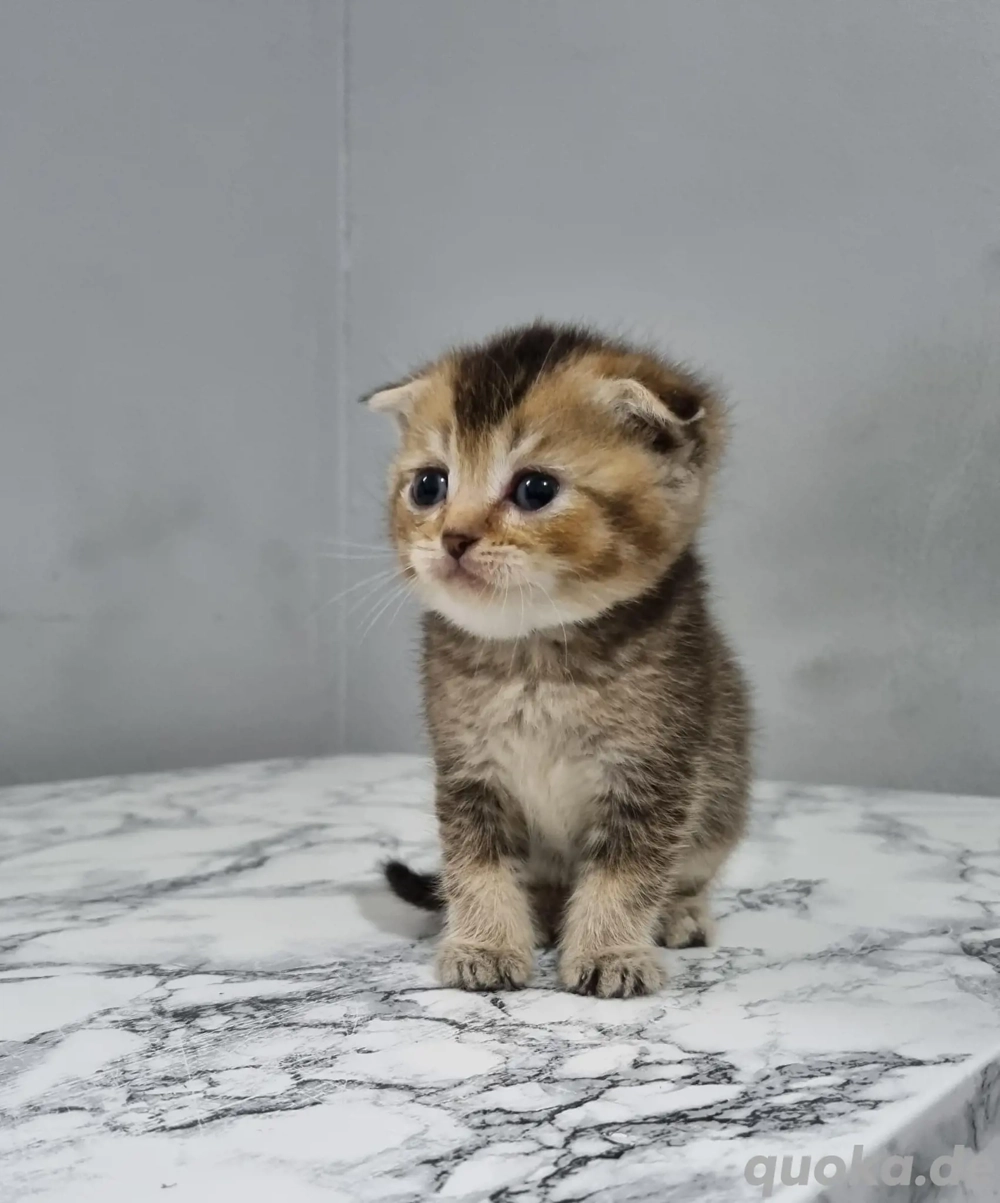BKH Britisch Kurzhaar Katzenbaby mix