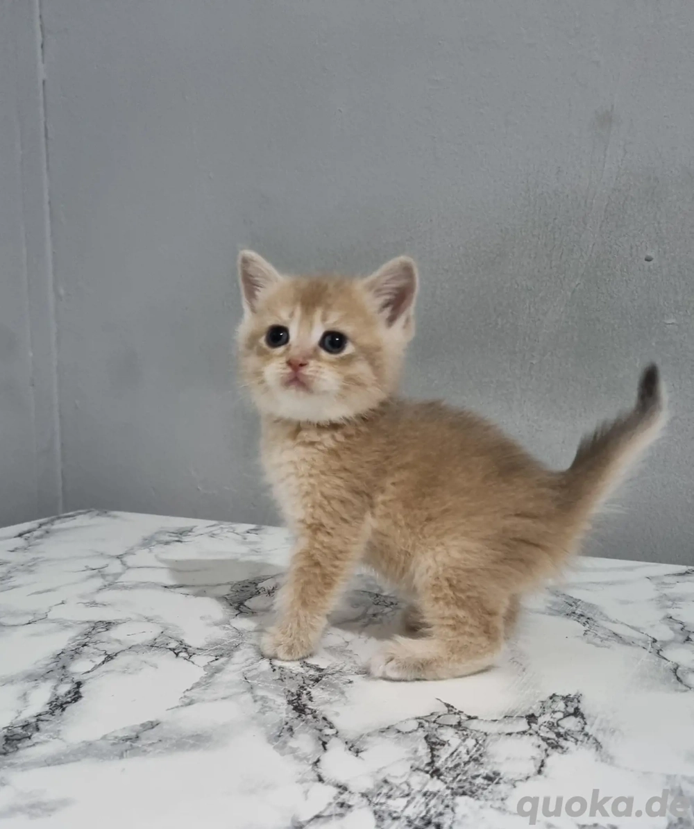 BKH Britisch Kurzhaar Katzenbaby mix
