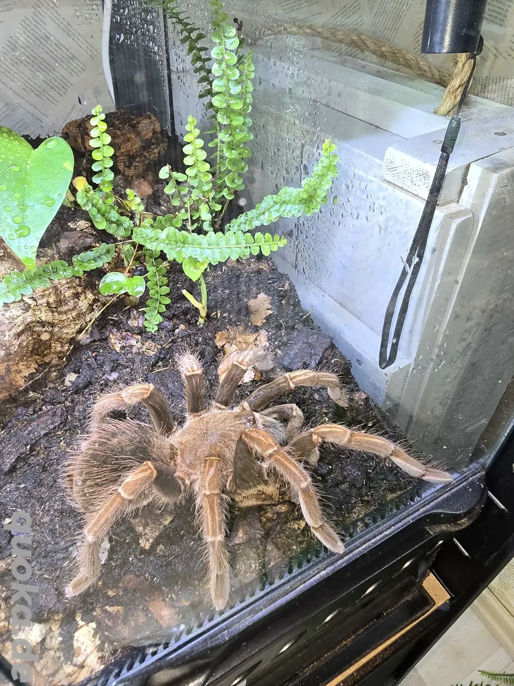 0.1 Sericopelma rubronitens inklusive Terrarium zu Verkaufen!