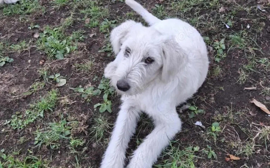 Schneeball Salvina wartet auf dich