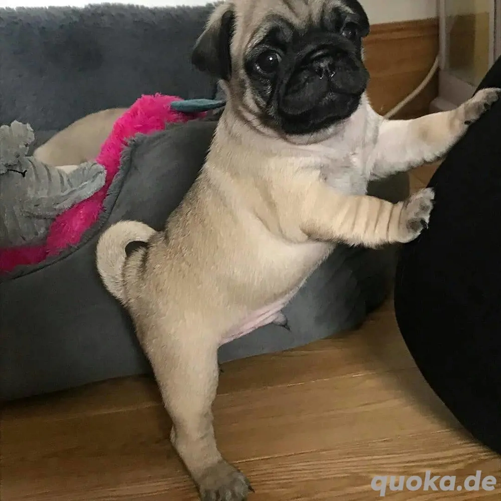 Süße Mops-Welpen suchen ein liebevolles Zuhause, 3,5 Monate alt Süße Mops-Welpen suchen ein liebevolles Zuhause, 3,5 Monate alt