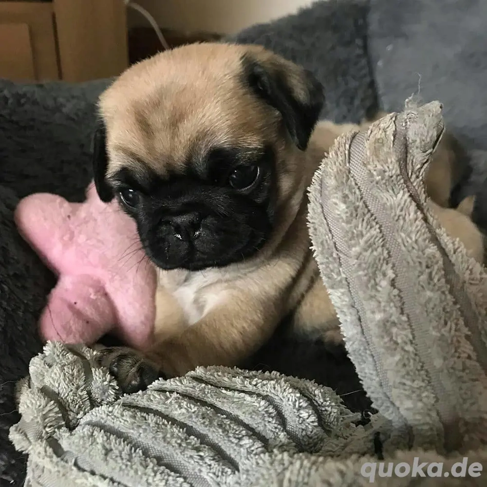 Süße Mops-Welpen suchen ein liebevolles Zuhause, 3,5 Monate alt Süße Mops-Welpen suchen ein liebevolles Zuhause, 3,5 Monate alt