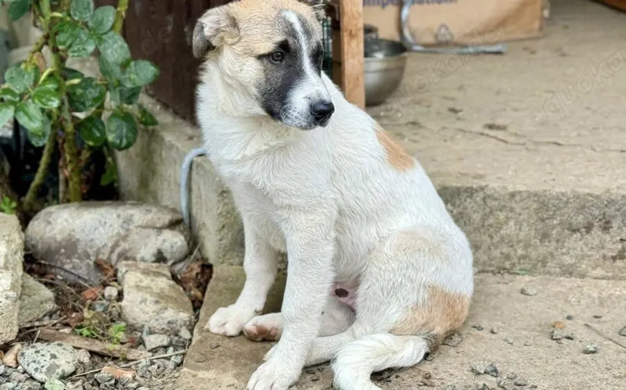 Bringst du Limoncelo das Hunde-1x1 bei?