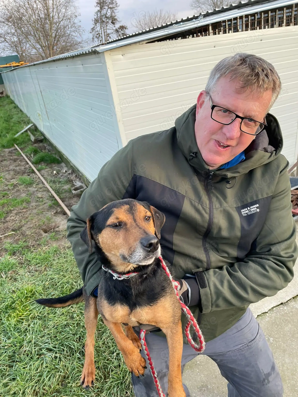  Mex, z. Zt. in Ungarn, ein handlicher, aktiver Rüde im allerbesten Hundealter. 