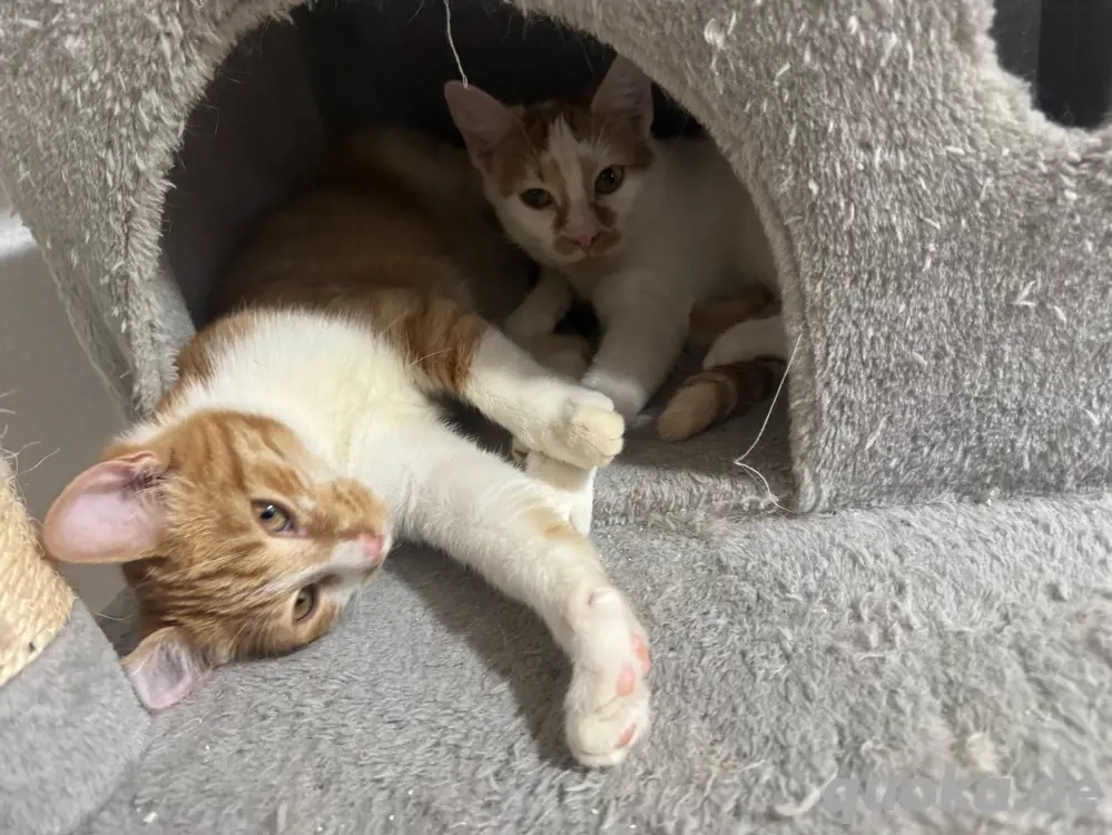 2 süße rote weibchen 