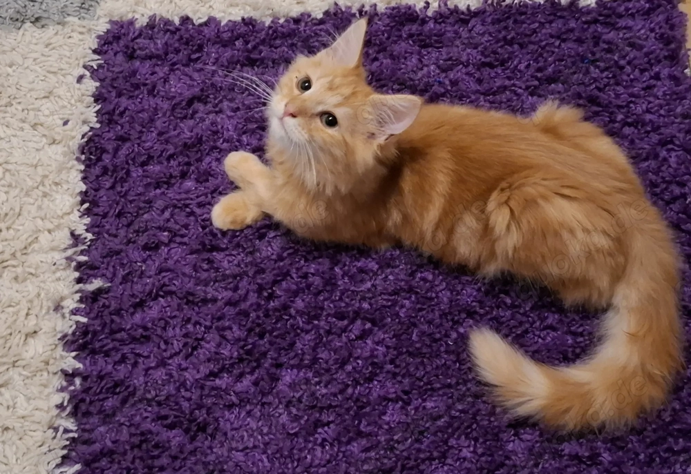 Roter Maine Coon Mix Kitten Junge ca 13 Wochen ( 3 monate )