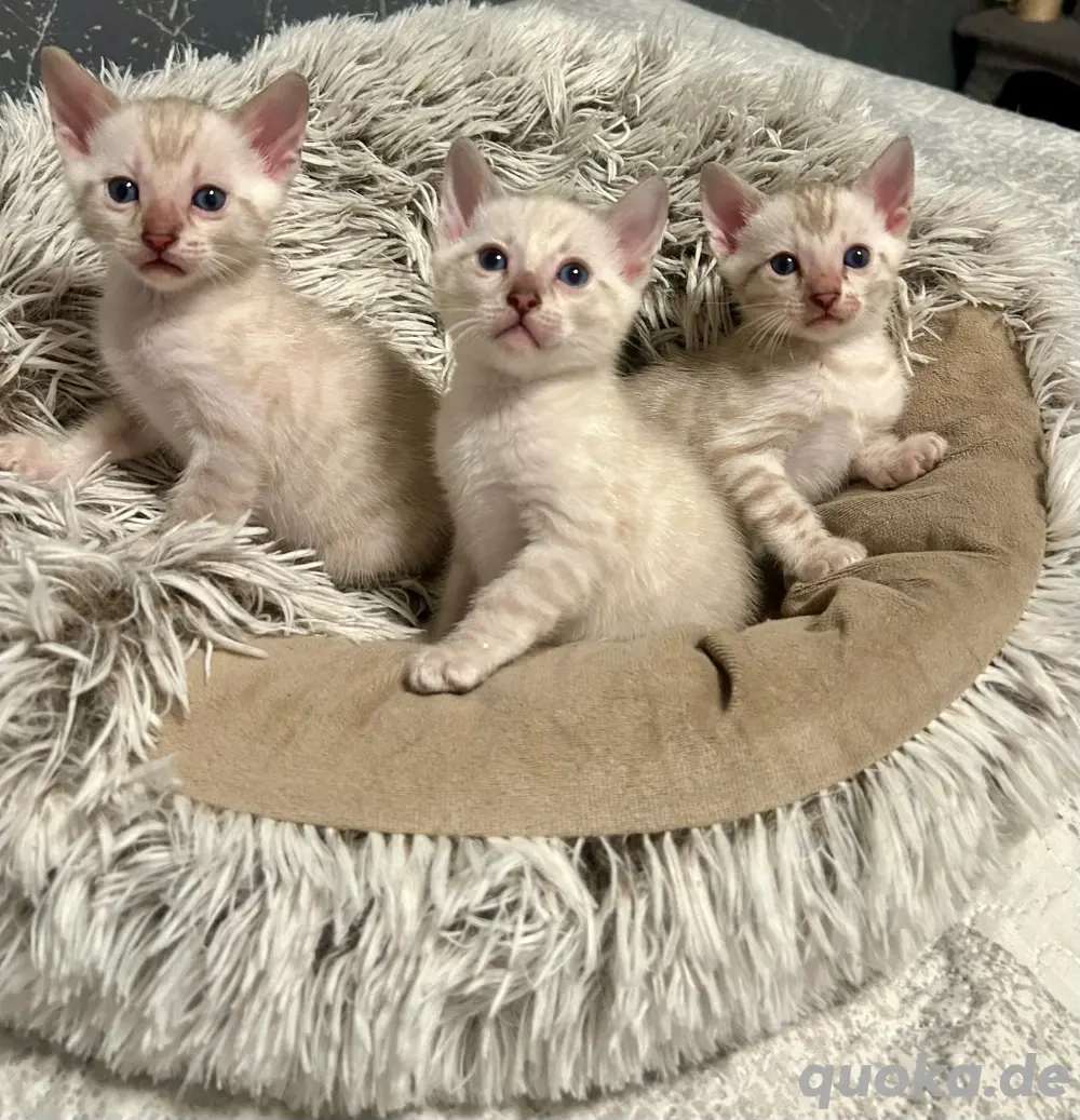 Reinrassige Bengal Kitten