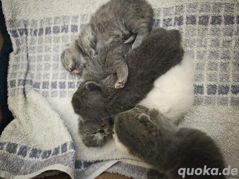 Ich werde ein wenig Haargummi haben. Ich werde ein wenig Haare bekommen. 