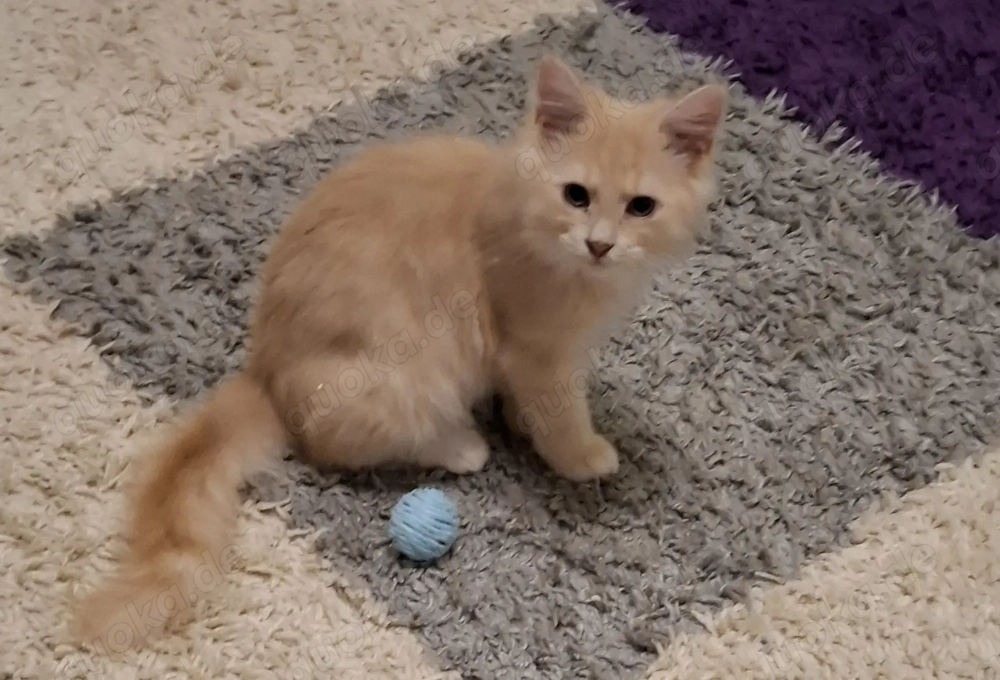 Creme Weiss Maine Coon Mix Junge Kitten langhaar ca 13 Wochen