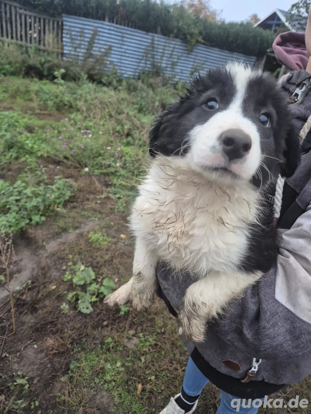 Border Collie Welpen zu verkaufen !!