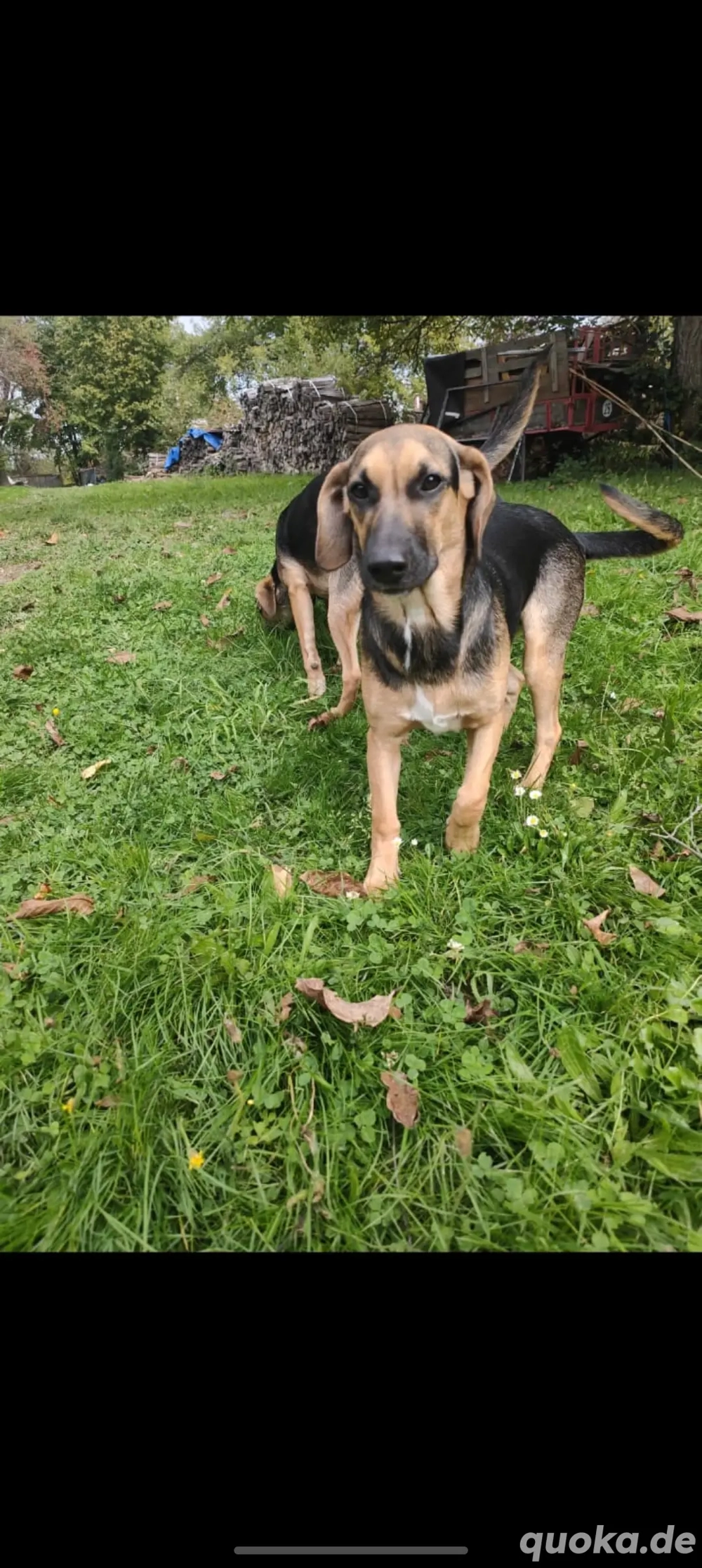 Jung Hunde zu vermitteln