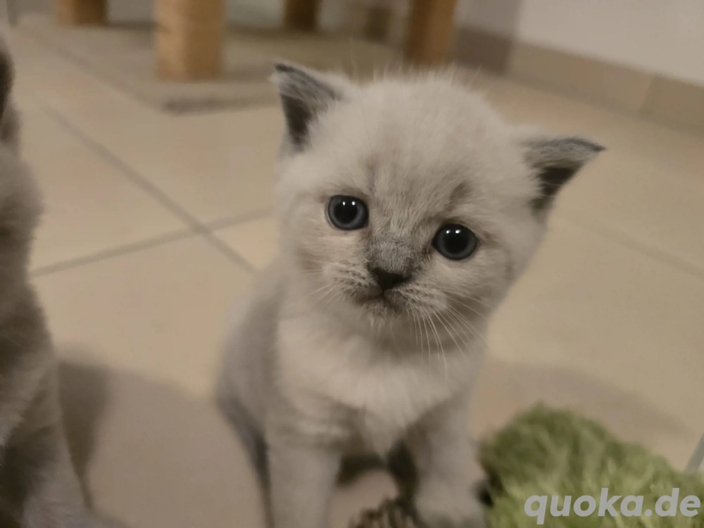 babykatzen britisch kurzhaar