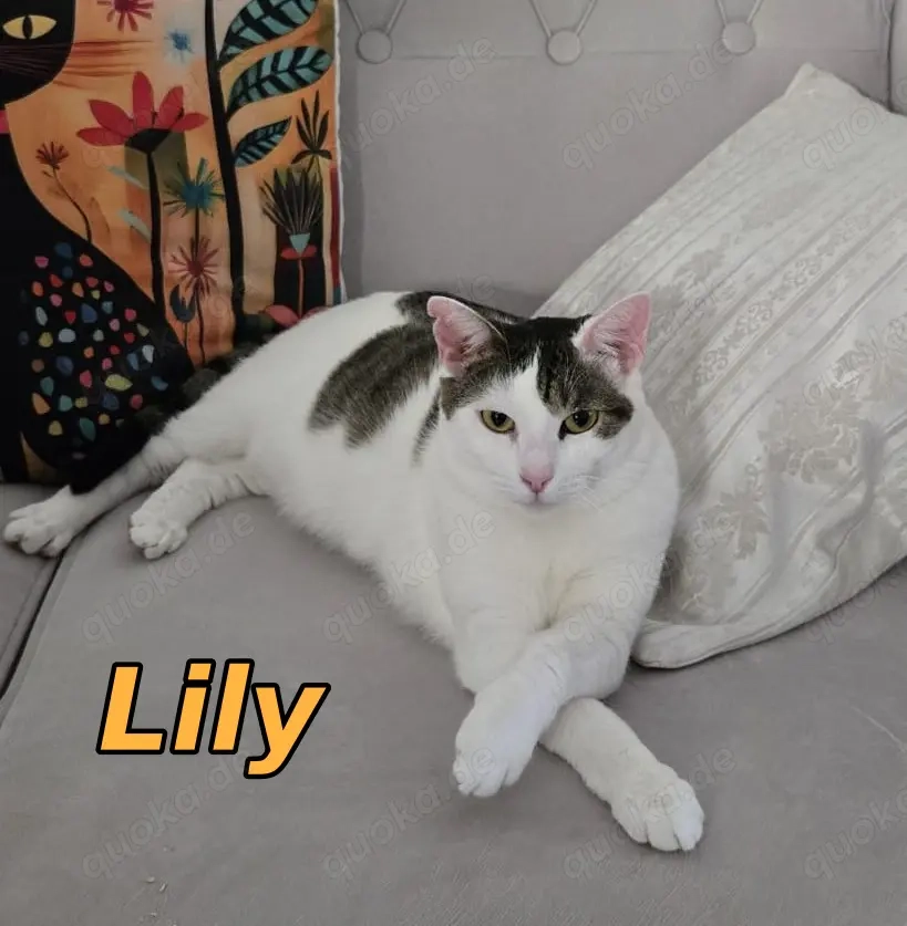 Verschmuste Lily wartet auf ihre Menschen