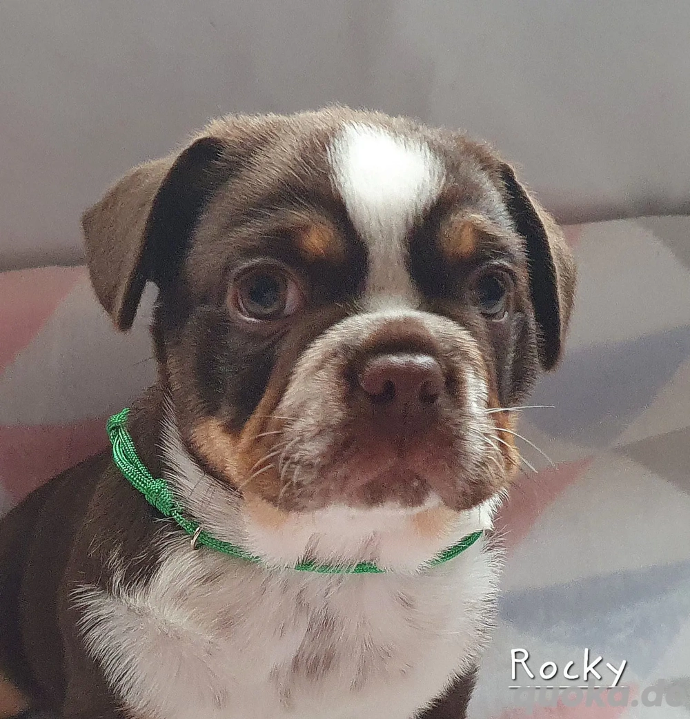 Französische Bulldogge Rocky Welpe sucht liebevolles Zuhause