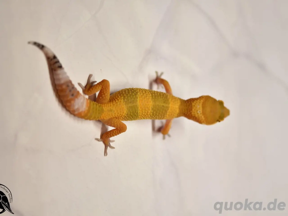 Leopardgecko Blood Mandarin Black Night (F2)