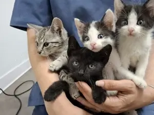 Dringend Pflegestellen für unsere Katzenkinder gesucht 