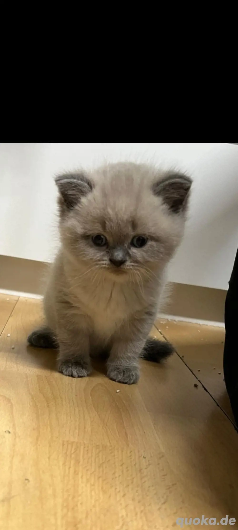 Wunderschöne British-Kurzhaar-Baby kätzchen suchen liebevolles Zuhause   