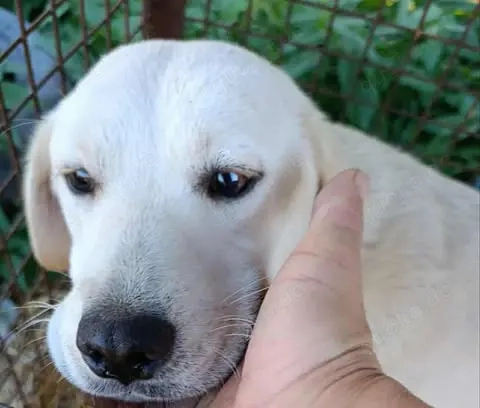 Milly - schenkst du ihr ein Zuhause für immer?