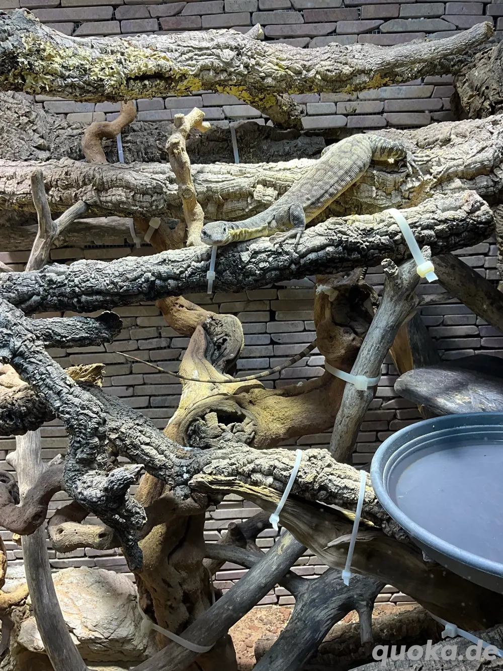 zum Abgeben Glauerti Felsenwaran 2j alt Letzter versuch